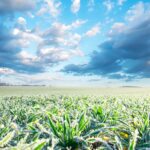 Jesienne uprawy z Generali Agro