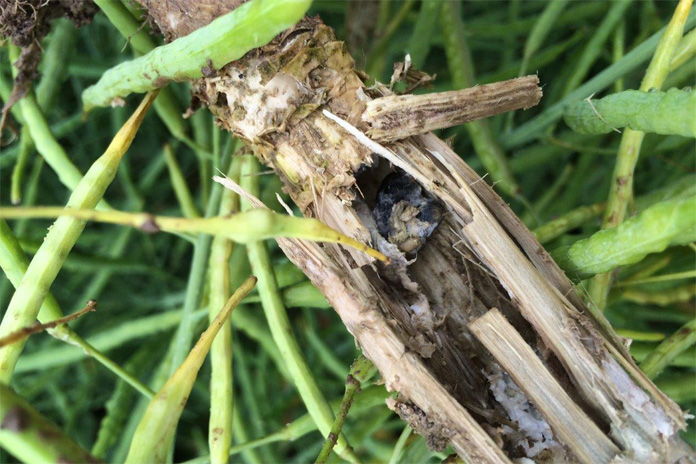 sucha zgnilizna kapustnych, Phoma lingam, Sclerotinia sclerotiorum, zgnilizna twardzikowa 