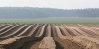 Czysty start ziemniaków