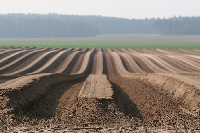 ziemniaki, glifosat, ochrona ziemniaków, chwasty, chwasty w ziemniakach