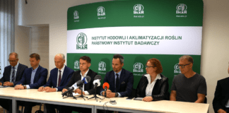 Polskie sadzeniaki ziemniaków są bezpieczne