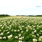 Dokarmianie dolistne i biostymulacja ziemniaka