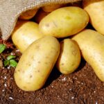 Nowe możliwości zagospodarowania ziemniaków zakażonych bakterią