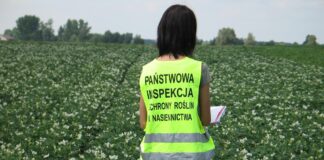 Kontrole PIORiN w zakresie agrofagów kwarantannowych