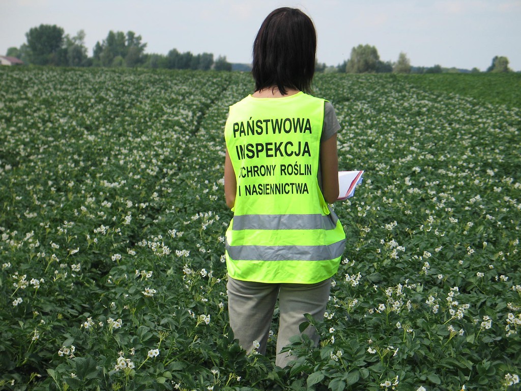 Zasady rejestracji upraw i kontrole obrotu ziemniakami w Polsce