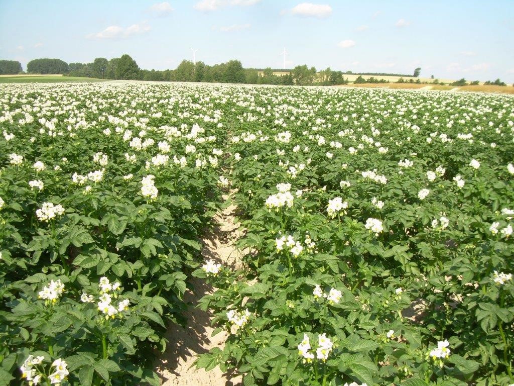 Korzystne zmiany dla producentów ziemniaków