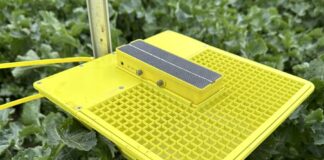 Zmiany klimatu a presja szkodników w rzepaku