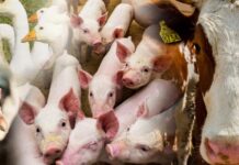 70 proc. zwrotu za ubezpieczenie zwierząt. ARiMR przyjmuje wnioski do 13 października