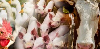 Drugi nabór wystartował: Rolnicy odzyskają część kosztów ubezpieczenia zwierząt