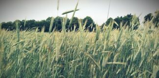 Żyto jare czy ozime? Złoty środek – przewódkowe