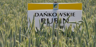 Czy uprawa żyta jest opłacalna?