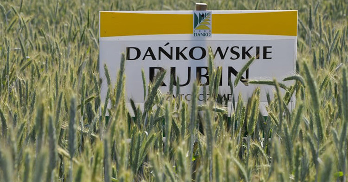 żyto, opłacalność uprawy żyta