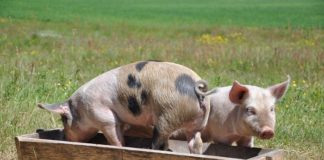 Zniesienie zakazu skarmiania mączek mięsno-kostnych coraz bliżej