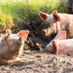 Pieniądze na ogrodzenia, silosy i dezynfekcję. Do wzięcia nawet 100 tys. zł